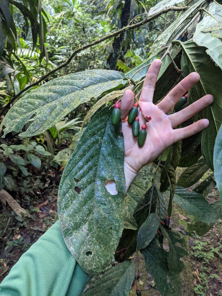 Ocotea atirrensis, photographed by Trevor Van Loon