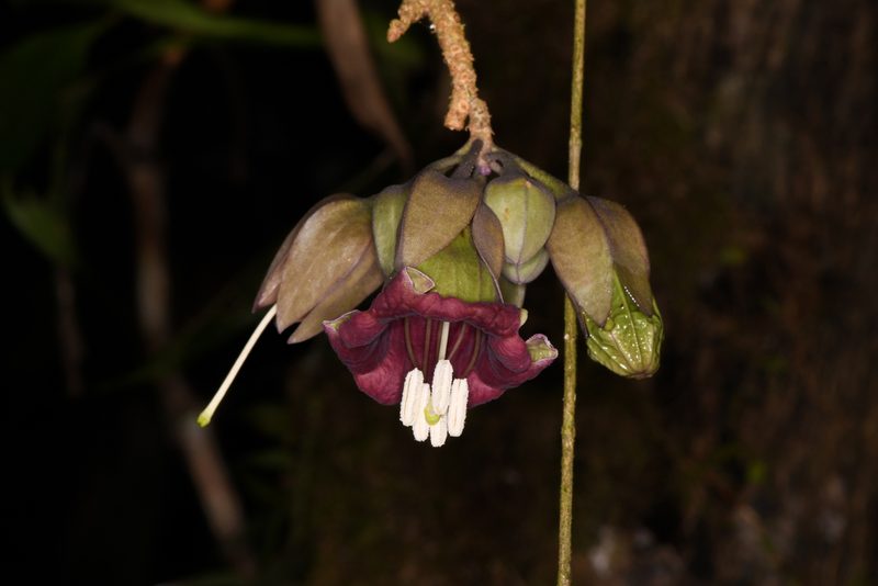 Merinthopodium neuranthum, photographed by Trevor Van Loon