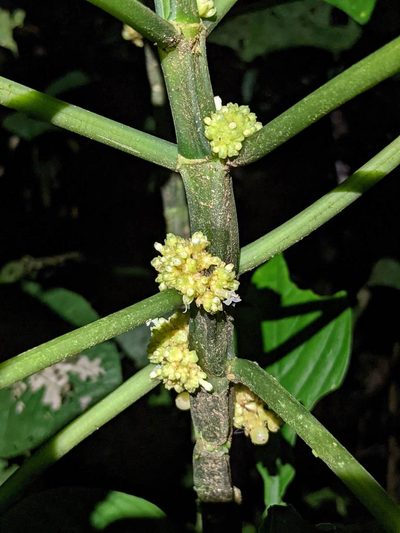 Notopleura capitata, photographed by Trevor Van Loon