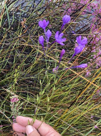 Thereianthus juncifolius, photographed by jeanetteclarke