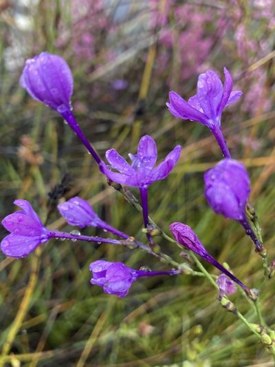 Thereianthus juncifolius, photographed by jeanetteclarke