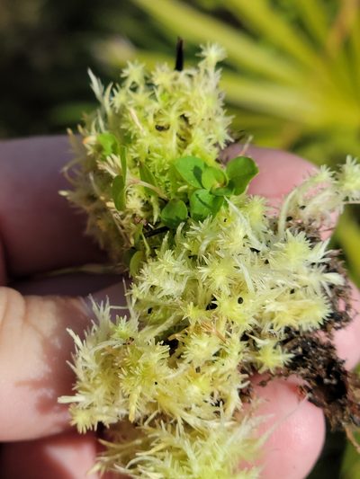 Sphagnum strictum, photographed by Jay Horn
