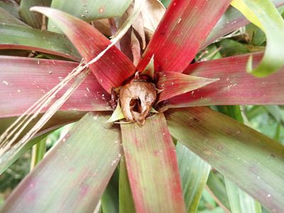 Guzmania cerrohoyaensis, photographed by keesgroenendijk