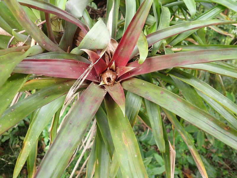 Guzmania cerrohoyaensis, photographed by keesgroenendijk