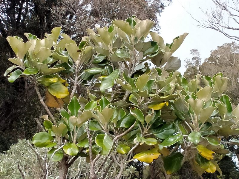 Brachyglottis rotundifolia, photographed by John Barkla