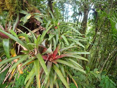 Guzmania cerrohoyaensis, photographed by keesgroenendijk