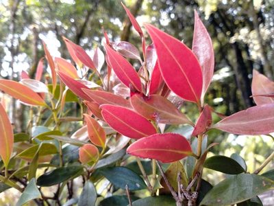 Metrosideros umbellata, photographed by John Barkla
