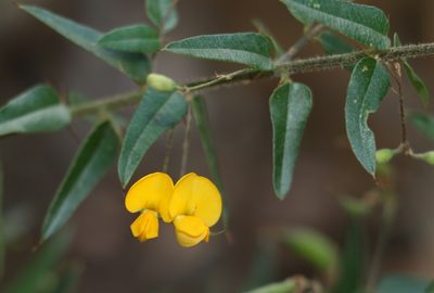 Podolobium aciculiferum, photographed by Greg Tasney