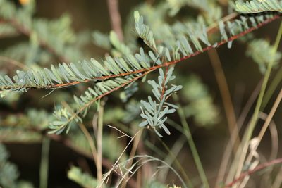Pultenaea euchila, photographed by Greg Tasney