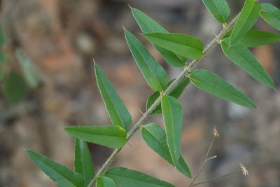 Podolobium aciculiferum, photographed by Greg Tasney