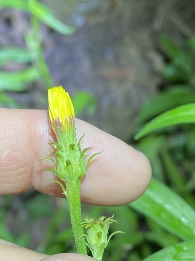 Picris burbidgeae, photographed by Greg Tasney