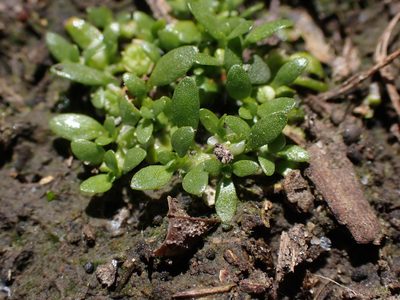 Elatine gratioloides, photographed by Nina Kerr