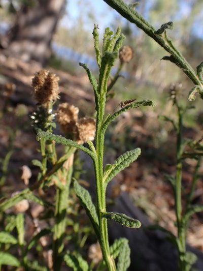 Pterocaulon sphacelatum, photographed by Nina Kerr