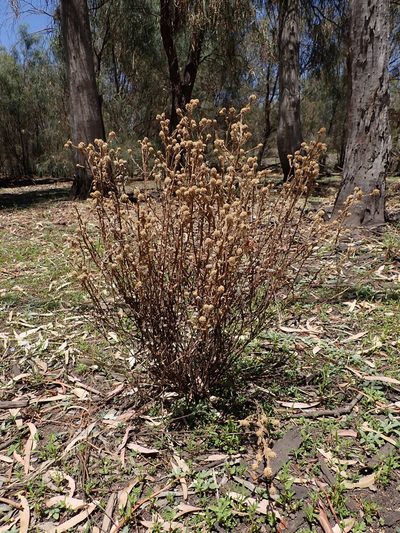 Pterocaulon sphacelatum, photographed by Nina Kerr