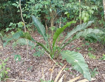 Anthurium schlechtendalii, photographed by José Gerardo Velasco
