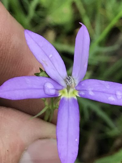 Lithotoma axillaris, photographed by Steve Llewellyn
