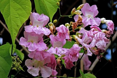 Tanaecium selloi, photographed by Hugo Hulsberg