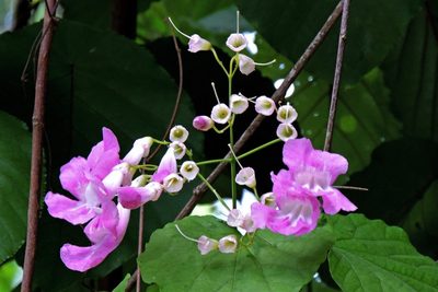 Tanaecium selloi, photographed by Hugo Hulsberg