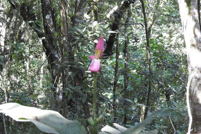 Musa ornata, photographed by Ben Meredyk