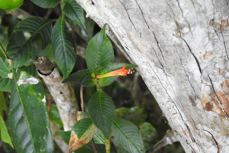 Cuphea appendiculata, photographed by Ben Meredyk