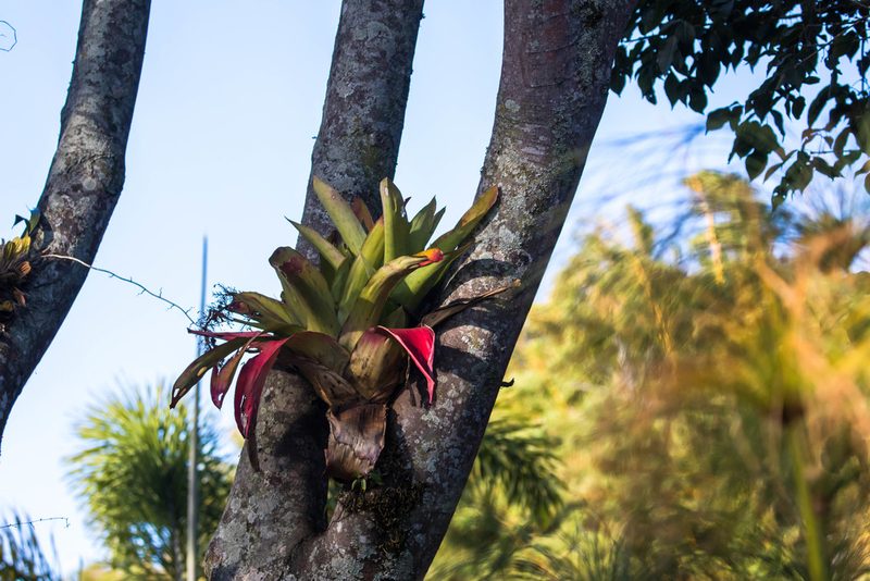 Aechmea mexicana, photographed by Melissa McMasters