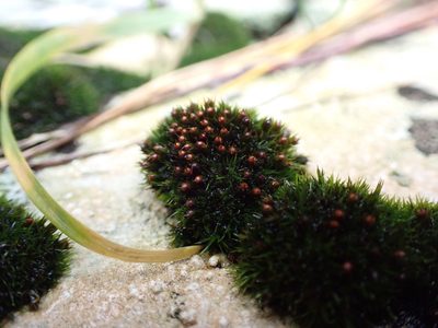 Schistidium maritimum, photographed by Randal