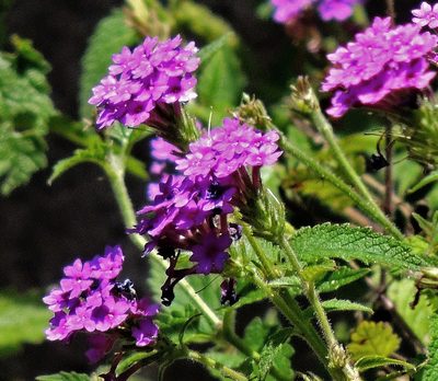 Verbena scrobiculata, photographed by Hugo Hulsberg