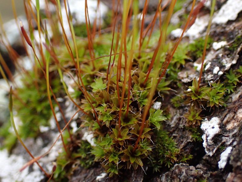 Syntrichia princeps, photographed by Randal