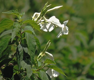 Mandevilla laxa, photographed by Hugo Hulsberg