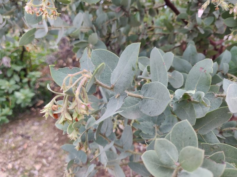 Arctostaphylos glutinosa, photographed by Alexander Wentworth