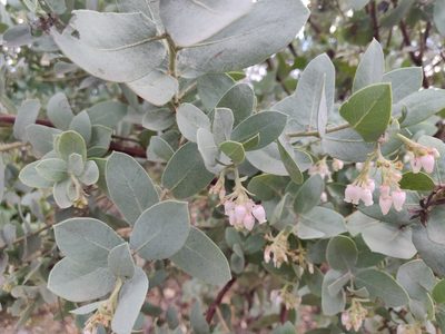 Arctostaphylos glutinosa, photographed by Alexander Wentworth