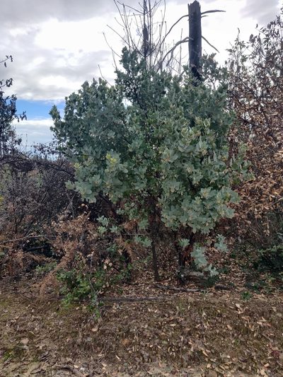 Arctostaphylos glutinosa, photographed by Alexander Wentworth