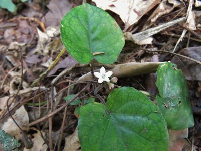 Geophila macropoda, photographed by Annika Lindqvist