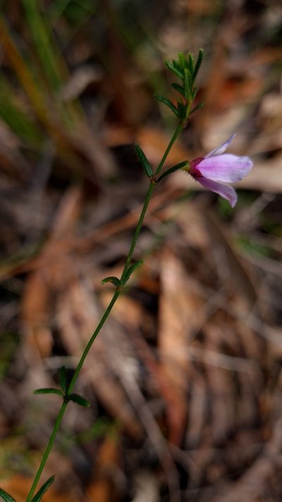 Tetratheca glandulosa, photographed by Petra Holland