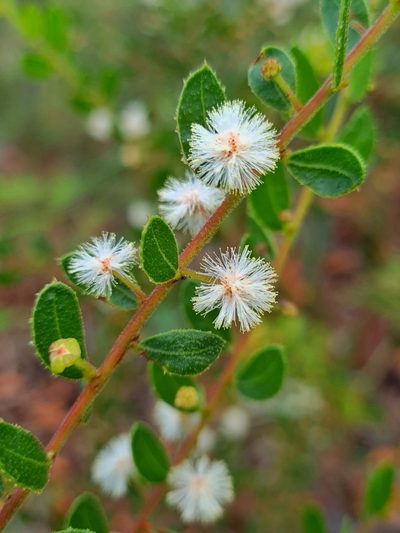 Acacia hispidula, photographed by Petra Holland