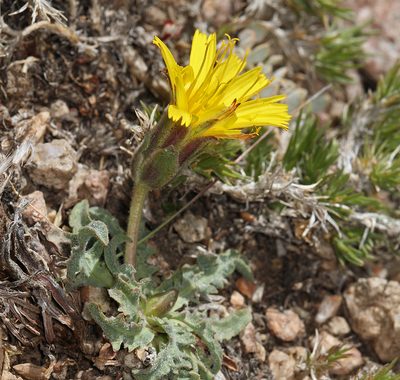 Agoseris monticola, photographed by Steve Matson
