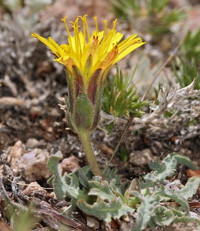 Agoseris monticola, photographed by Steve Matson