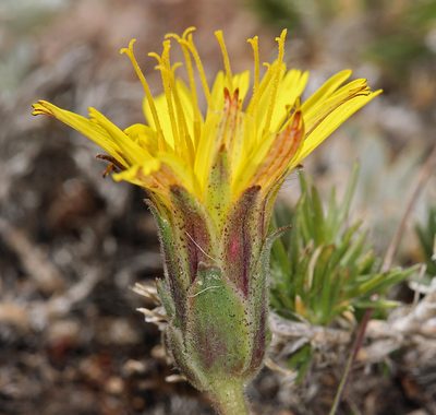 Agoseris monticola, photographed by Steve Matson