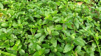 Nelsonia canescens, photographed by Cheongweei Gan