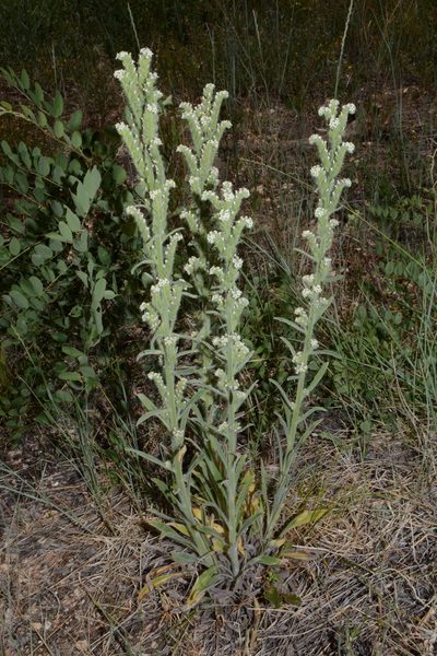Oreocarya setosissima, photographed by Brian Finzel