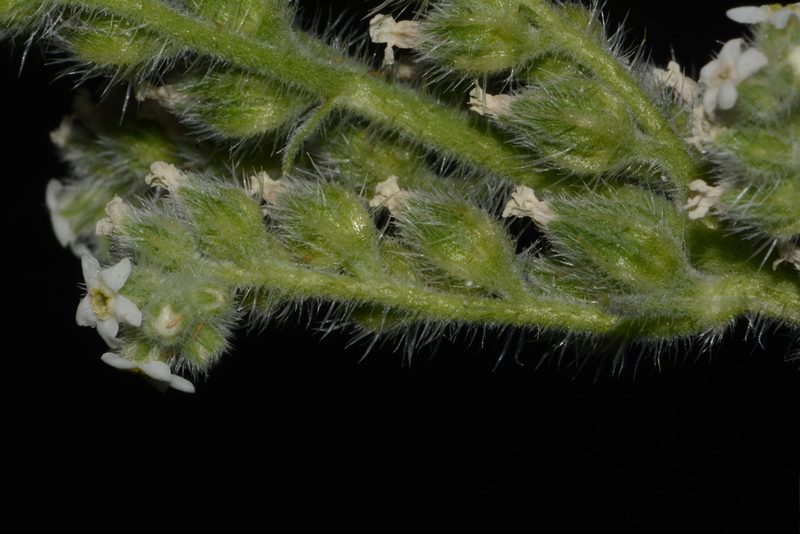 Oreocarya setosissima, photographed by Brian Finzel