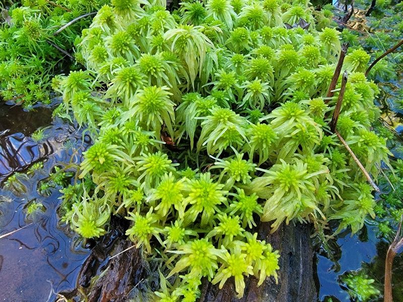 Sphagnum recurvum, photographed by Christine Braaten