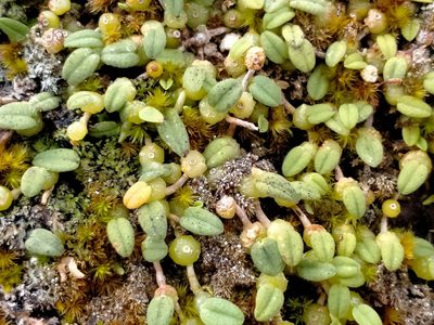 Bulbophyllum pygmaeum, photographed by John Barkla
