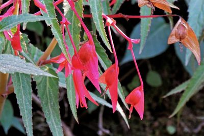 Begonia boliviensis, photographed by Hugo Hulsberg