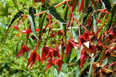 Begonia boliviensis, photographed by Hugo Hulsberg