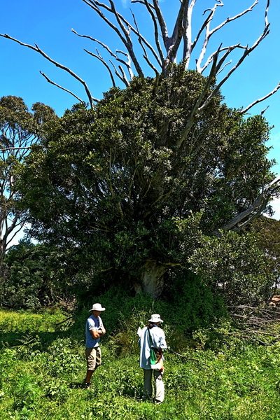 Ficus obliqua, photographed by Max Campbell