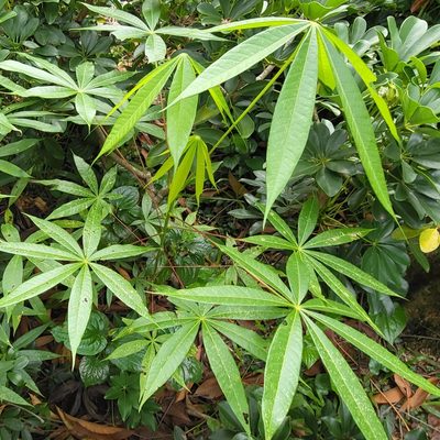 Sterculia foetida, photographed by Cheongweei Gan