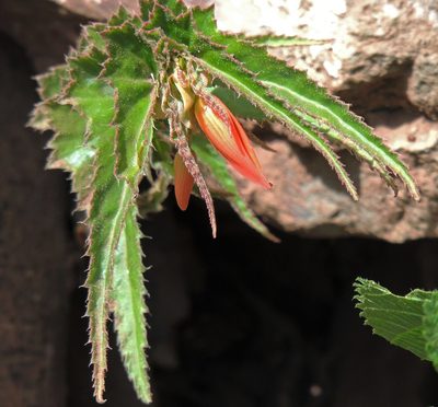 Begonia boliviensis, photographed by Hugo Hulsberg