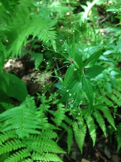 Trichogalium latifolium, photographed by Vincent Weber