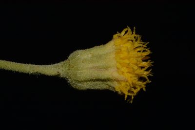 Perityle congesta, photographed by Brian Finzel